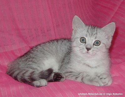 Gatinhos Shorthair britânico masculino e feminino Eles são bem treinados, em todos os seus tiros, ac