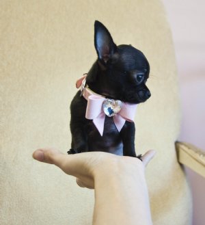 Filhotes de cachorro chihuahua para adoção