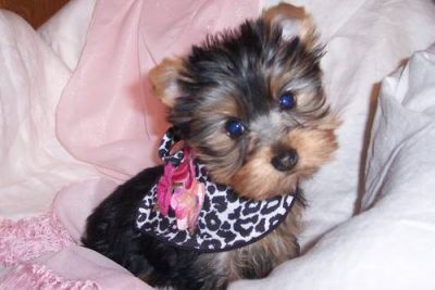 BabyDoll Yorkshire Terrier AKC Feminino 12 semanas de idade PRONTO