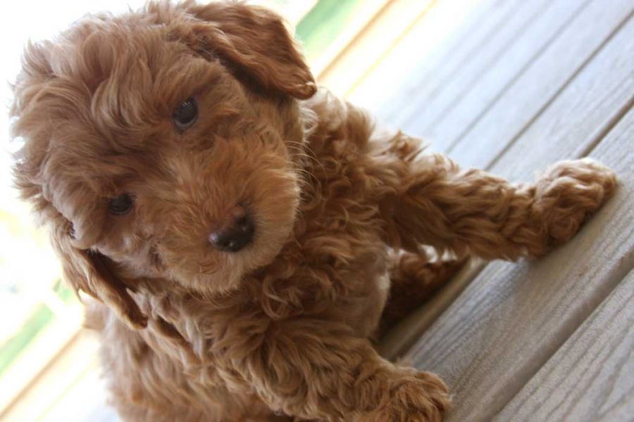 Filhotes de cachorro Labrador retriver 