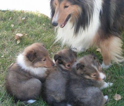 melhor e mais bonito: Filhotes De Cão Pastor Shetland.