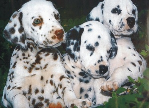Filhotes de cachorro Dalmatian