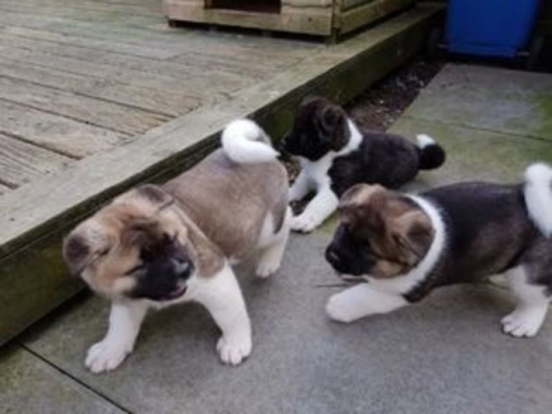 Filhotes Akita bem treinados