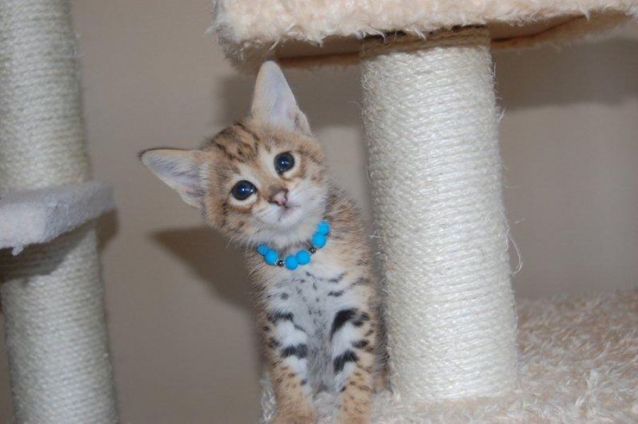 Serval lindo, chita e gatinhos Savannah F1