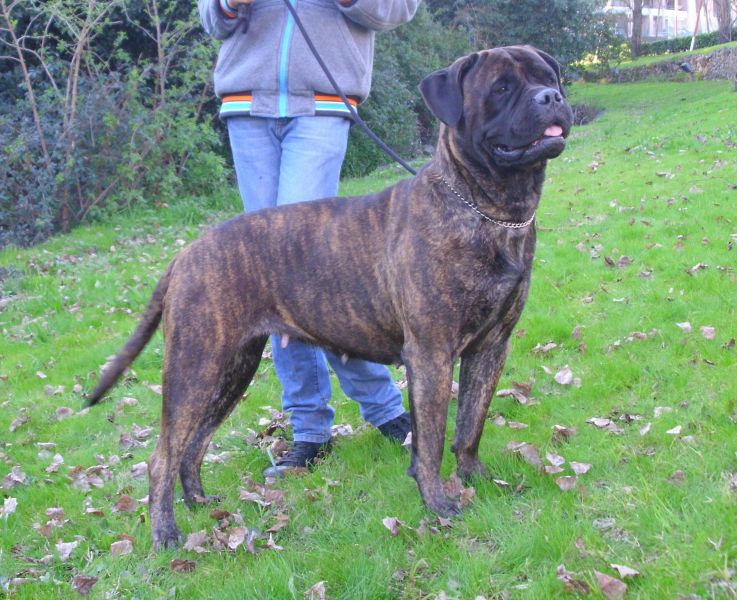 Cães de Guarda & Companhia ninhada Bullmastiff 