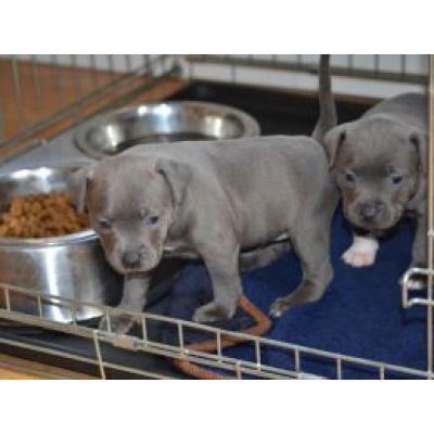 Pitbull terrier filhotes prontos agora para nova casa