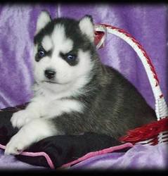 Filhotes de cachorro bonitos e bonitos do husky siberian