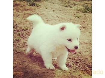 Cristo presente mas   Samoiedo de Olhos Azuis em Aveiro