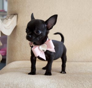 Filhotes de cachorro chihuahua para adoção