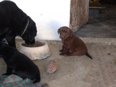 labradores entrega imediata -- exelentes 