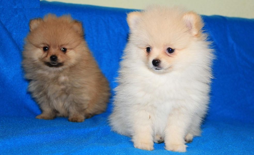 Pomeranian cachorros bonitos
