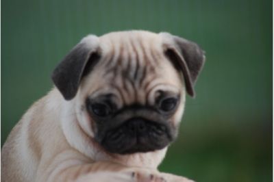 EL BARRO! Cachorros de albaricoque y beige están esperando por usted!