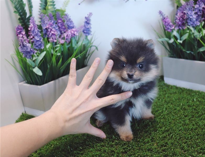 Filhotes de Pomerania