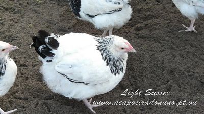 Ovos e galinhas de raça Sussex Light