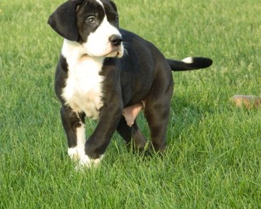 mão bem levantada FILHOTES Great Dane agora disponível