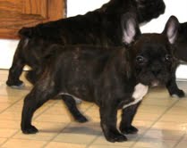 bom francês bulldog cachorros para boas casas 