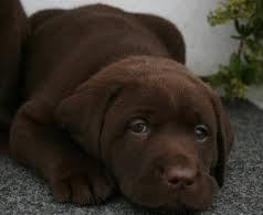 labradores chocolate com pedigre 