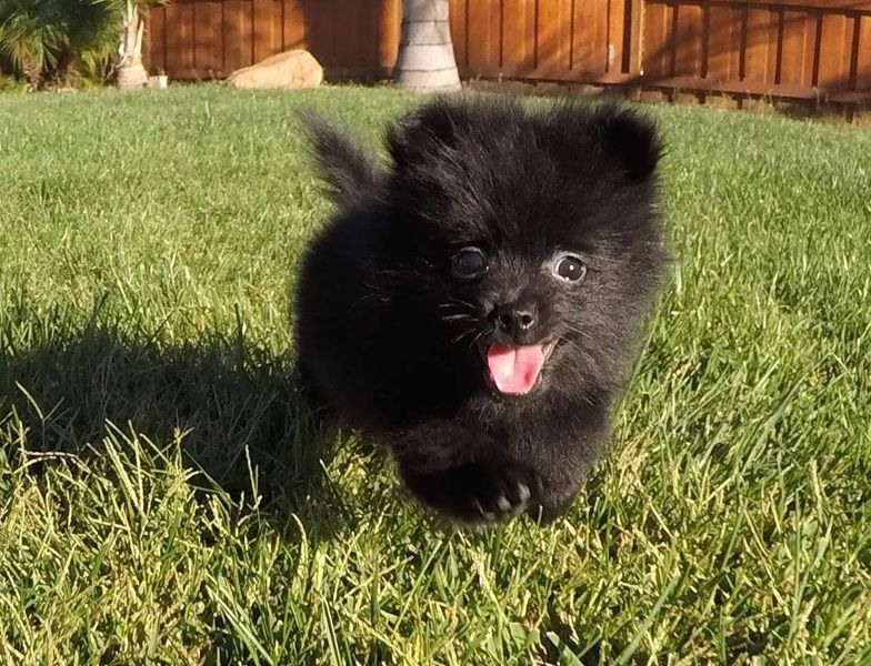 Filhotes de Pomerânian