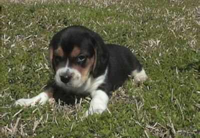 brincalhão e bonito filhotes Beagle para adoção livre contato para mais informações