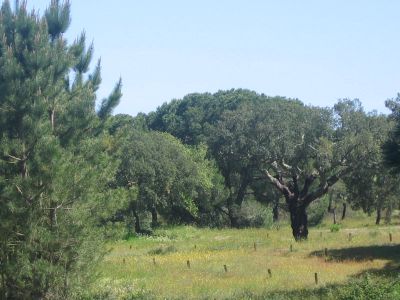 Bela herdade - excelente localização