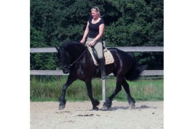 Cavalo Frísio Preto * 100% excelente *