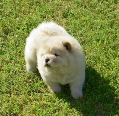 Filhotes chow chow para adopção