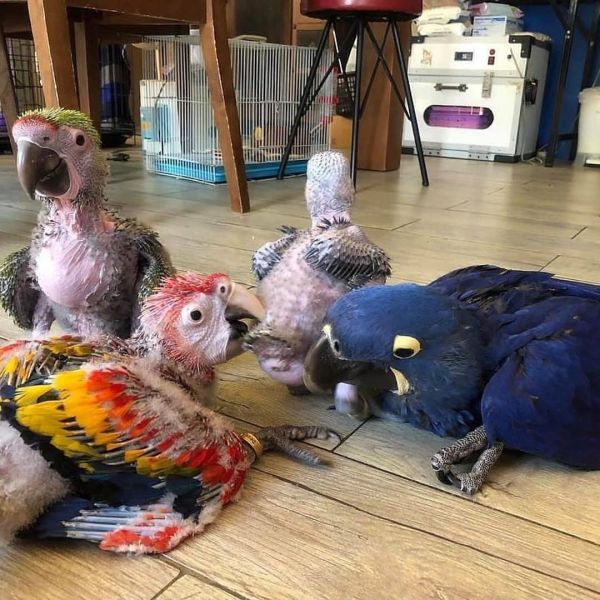 $Papagaios de arara falante, cacatuas, cinzas africanos, amazonas e ovos férteis disponíveis