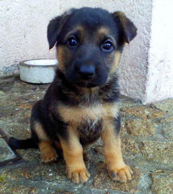 Pastor Alemão - Fêmeas pela melhor oferta