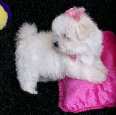 Cachorro Maltês magnífica Ceia para adopção. 