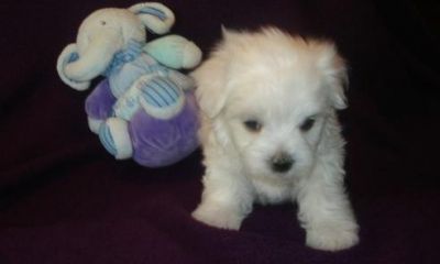 filhotes de cachorro Maltês bonitos para desapegar-se de um novo lar