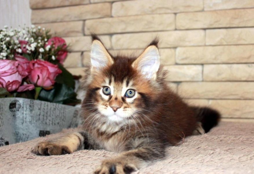 Gatinhos Maine Coon