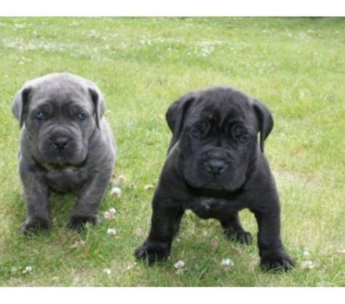 Cane corso