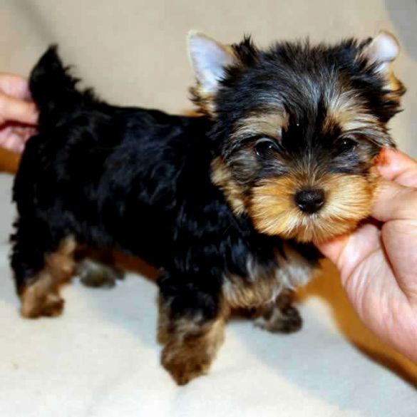 Vendo lindos filhotes de Yorkshire Mini Terrier