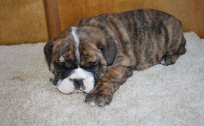 Rajado inglês bulldog cachorros para um lar cristão