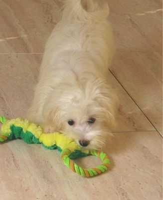 Havanese cachorrinho para adopção