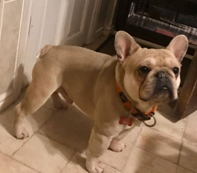 Creme de Bulldog francês AKC