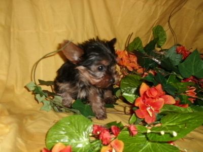 Yorkshire lop e-afixo. 