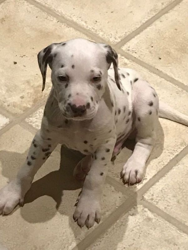 Filhotes Dalmatian prontos para casa nova