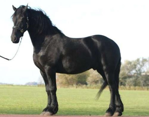 Cavalo Frisian adorável e excelente para a venda
