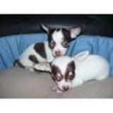 adorÃ¡vel chihuahua cachorros para adopÃ§Ã£o 