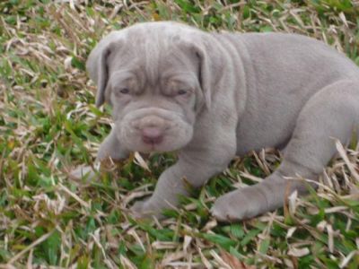 Mastim Napolitano cachorros para adopção.