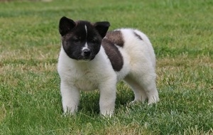 Vendo lindos filhotes de Akita