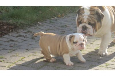 Inglês bulldog filhotes disponíveis.