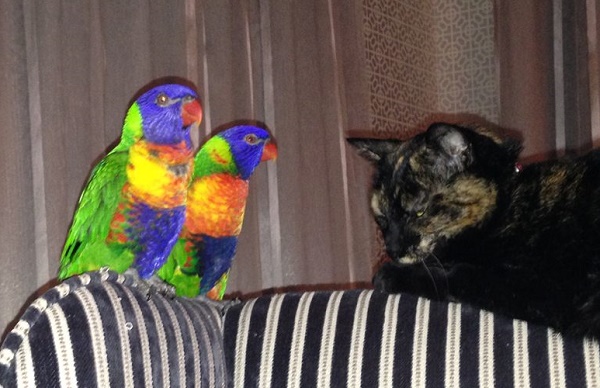 Dois Lóris arco-íris - Percy e Jim precisam de um novo lar 