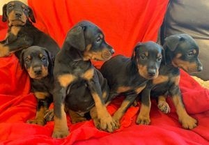 Filhotes de Doberman com pedigree