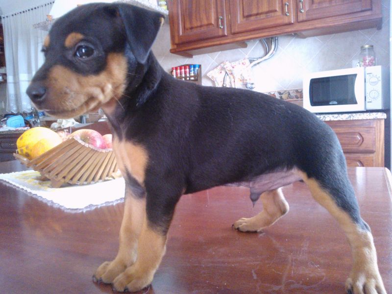 Pinscher macho