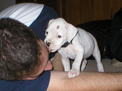 Muito limpos bebê branco do pugilista(BOXER) para o presente.
