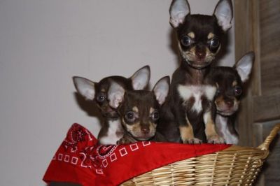 Chihuahua cachorros para adoção
