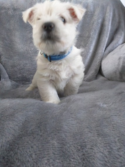 Filhotes de cachorro West Highland Terrier.