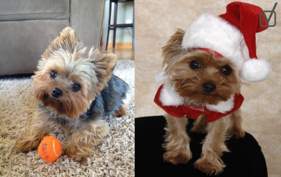 Livre Offertas adoráveis ??filhotes de yorkshire selvagens mais inteligentes do que um ser humano